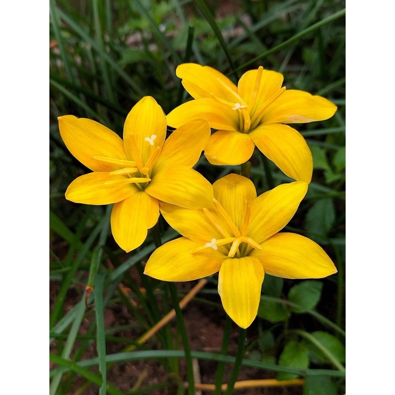 Rain Lily Golden Bell