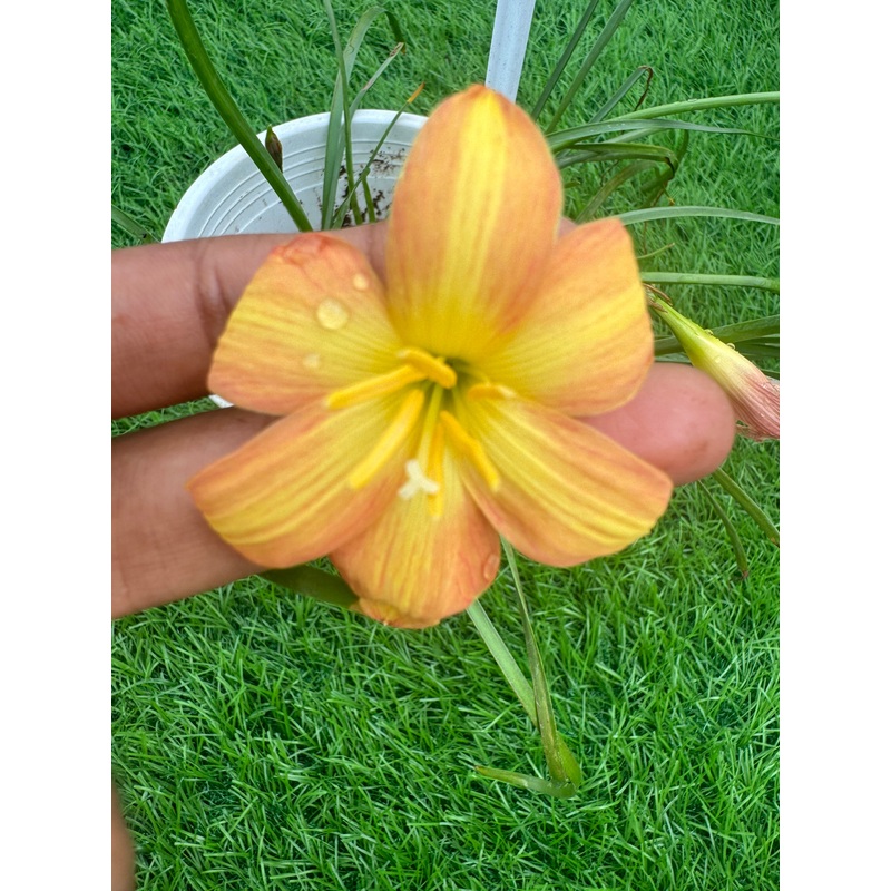 Rain Lily Golden Mango