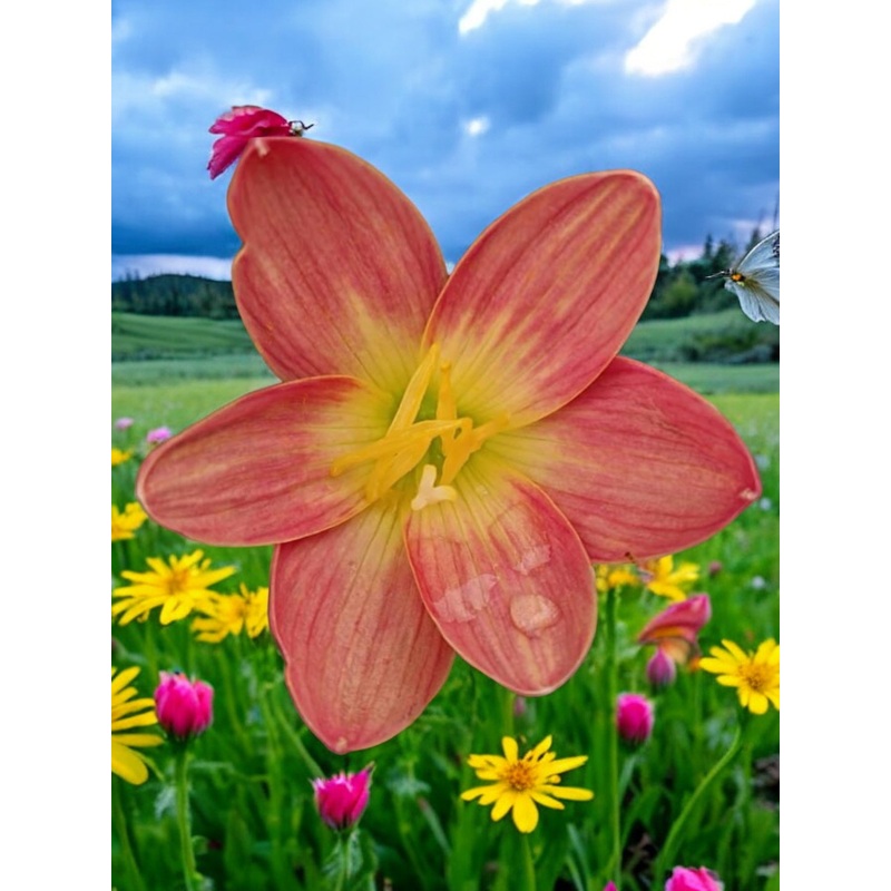Rain Lily Golden thread
