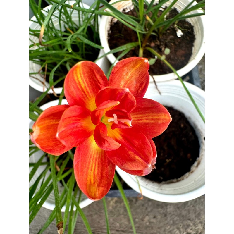 Rain Lily Hanging