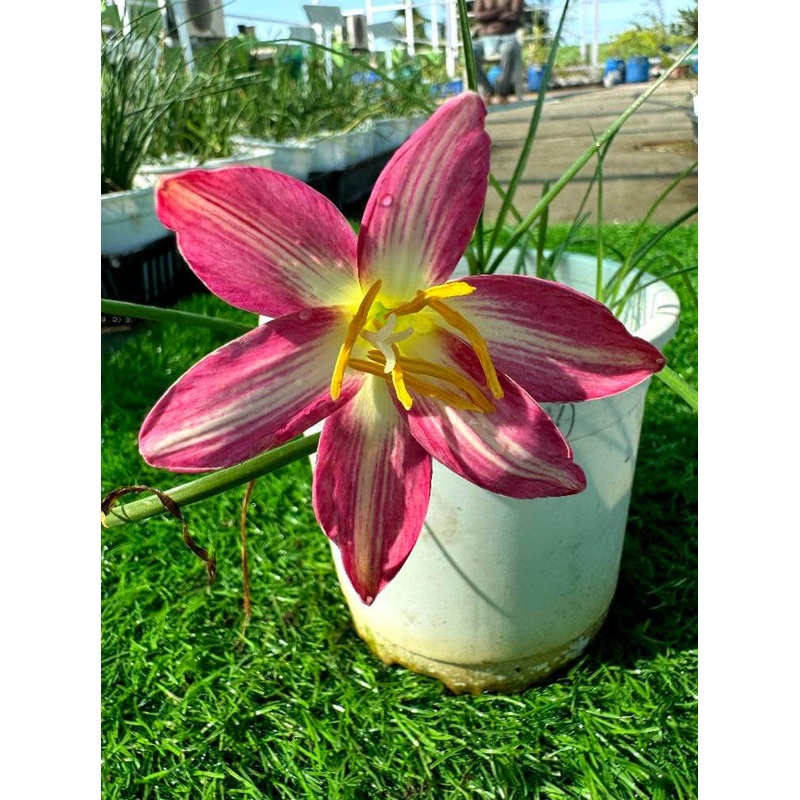 Rain Lily Helena 280
