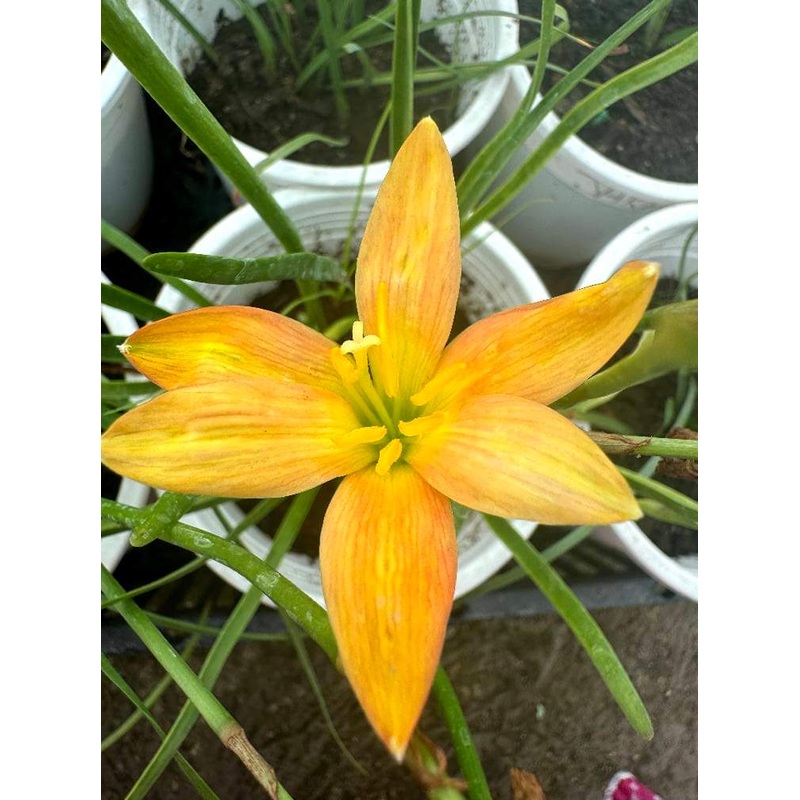 Rain Lily Jamuna