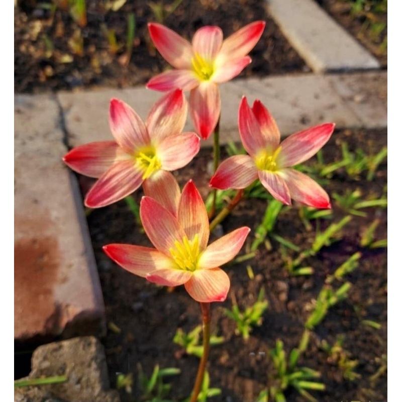 Rain Lily Japan silk