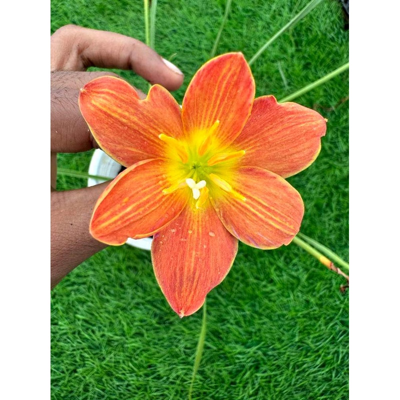 Rain Lily Java
