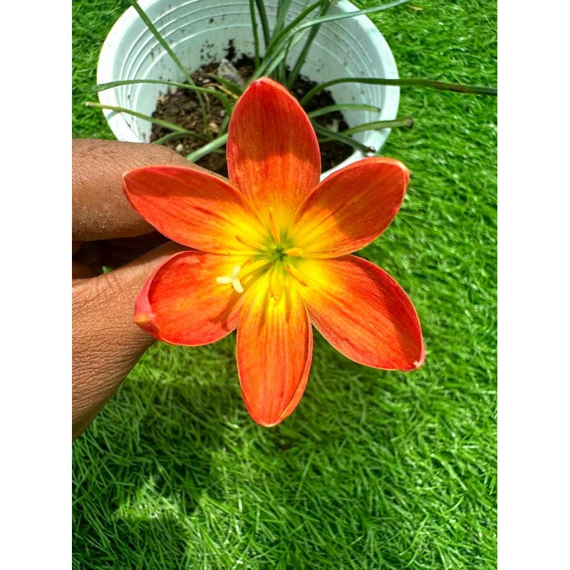 Rain Lily Jirayu