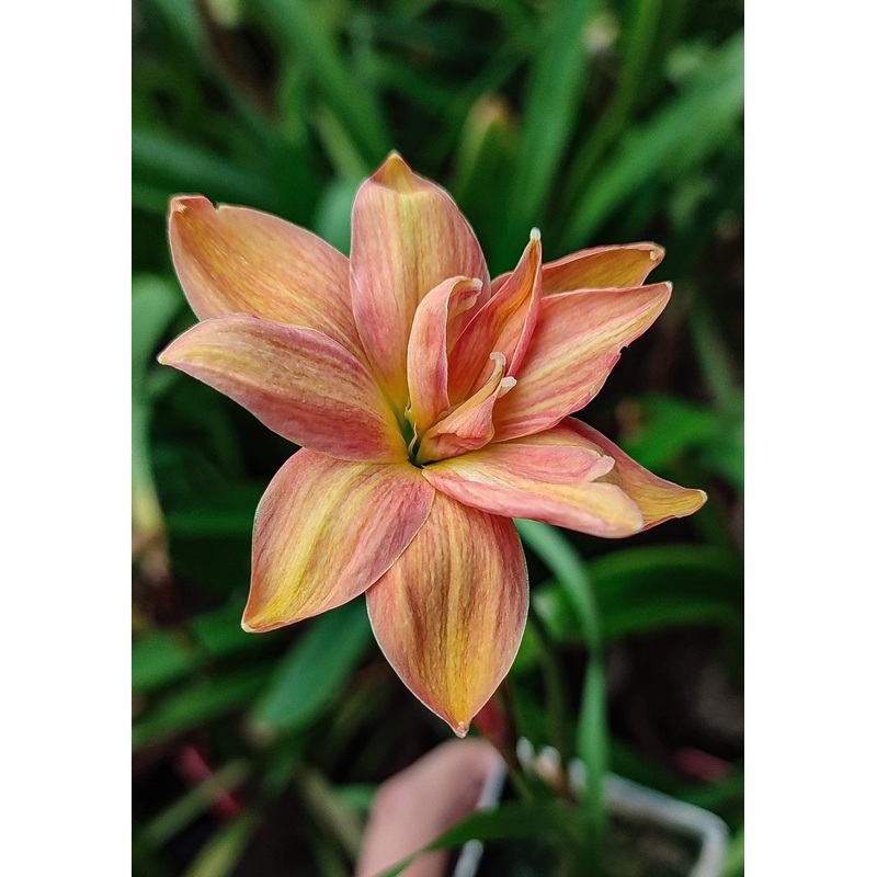 Rain Lily Jr subtle Lady
