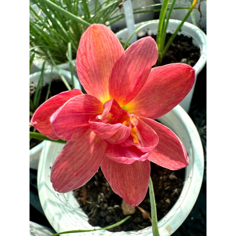 Rain Lily Kachaya