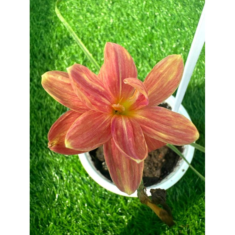 Rain Lily Kafew