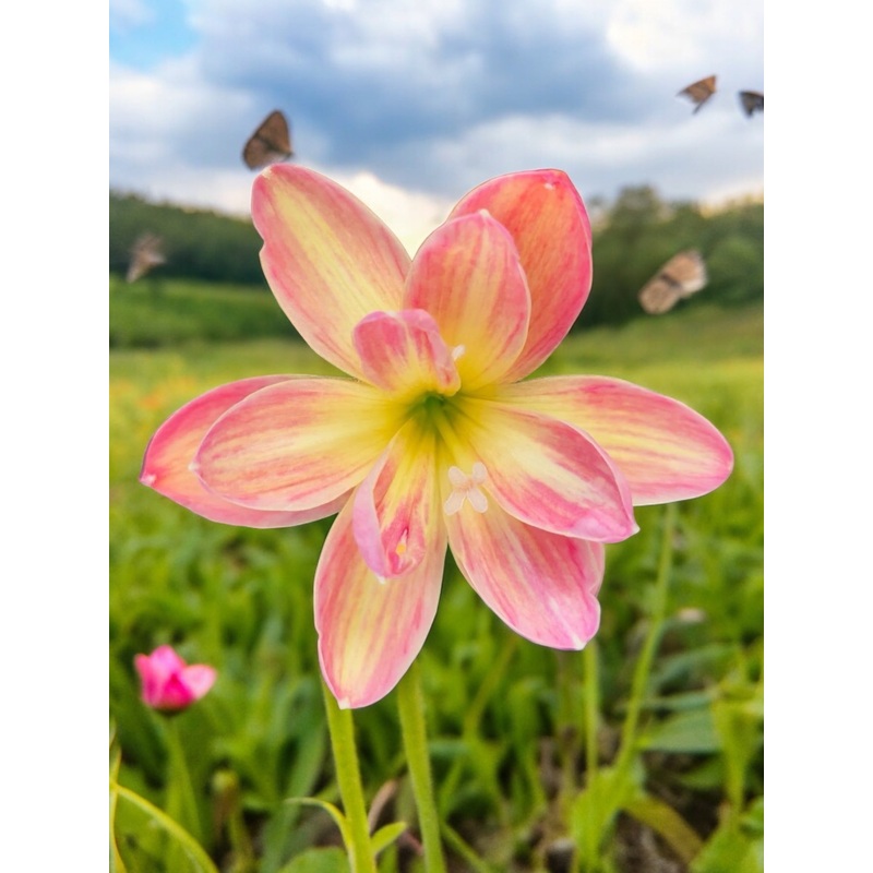 Rain Lily Kanmanee