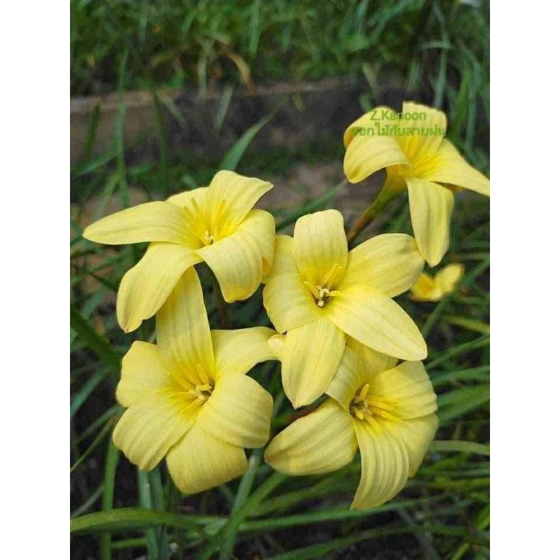 Rain Lily Kanoon