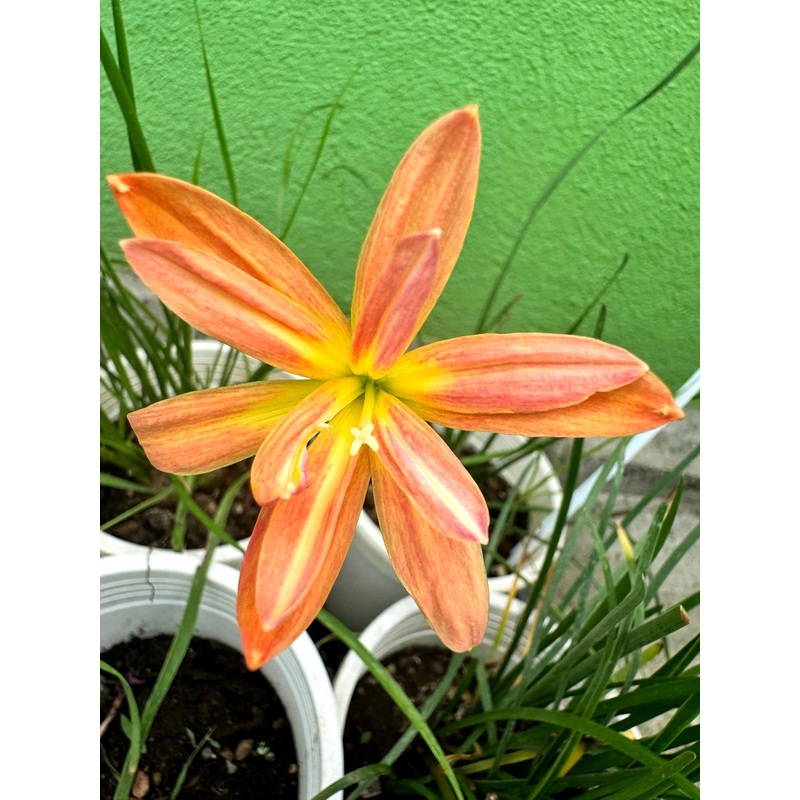 Rain Lily Kanyao,