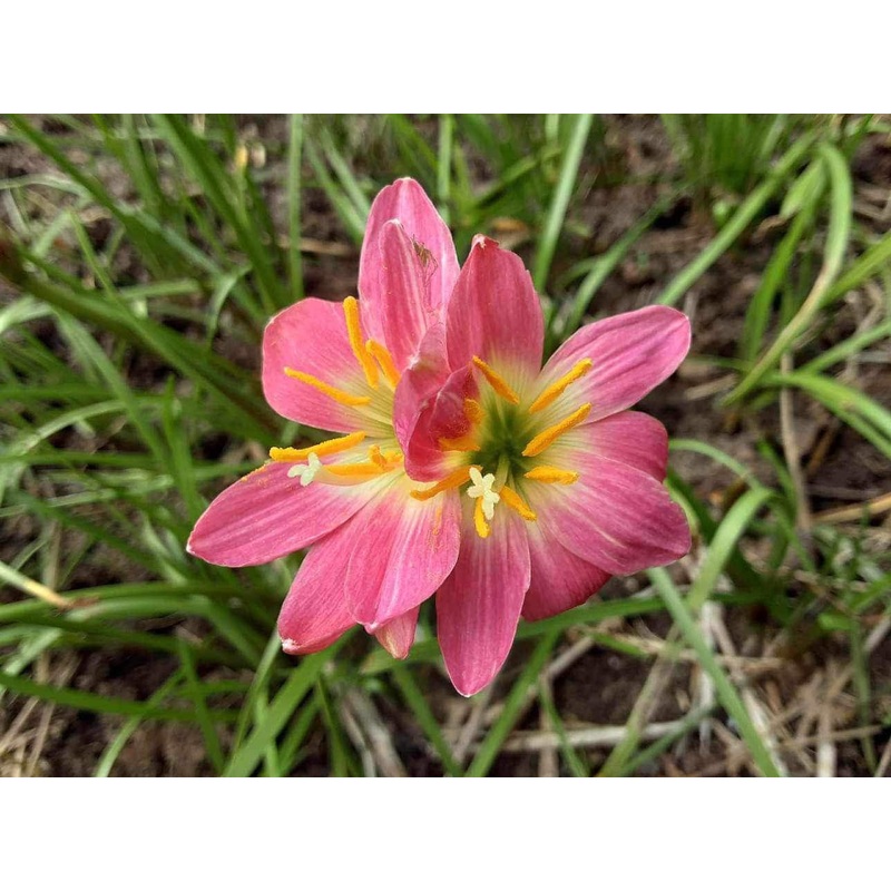 Rain Lily Khongkwan 3000