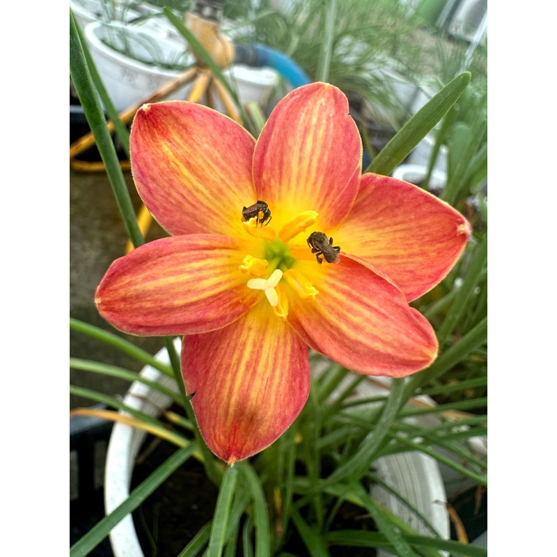 Rain Lily Kittirak