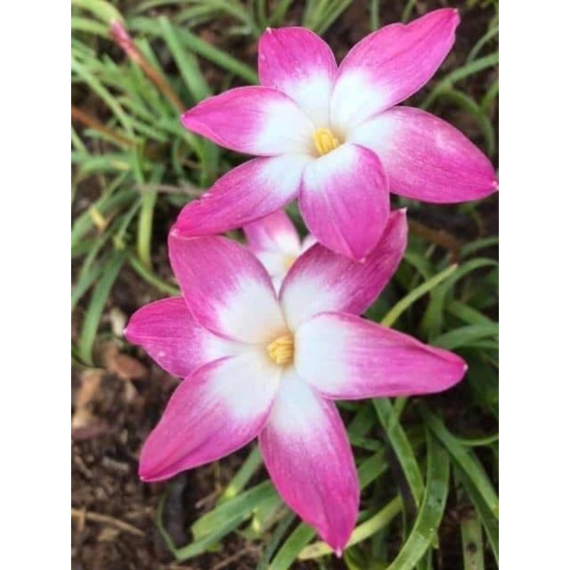 Rain Lily Kitty