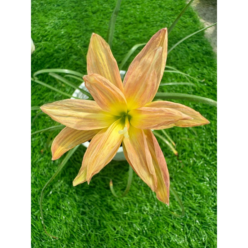 Rain Lily Ko 23