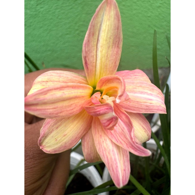 Rain Lily Kornkanya
