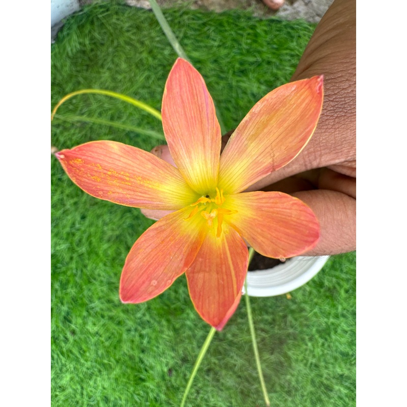 Rain Lily Krakatau 230