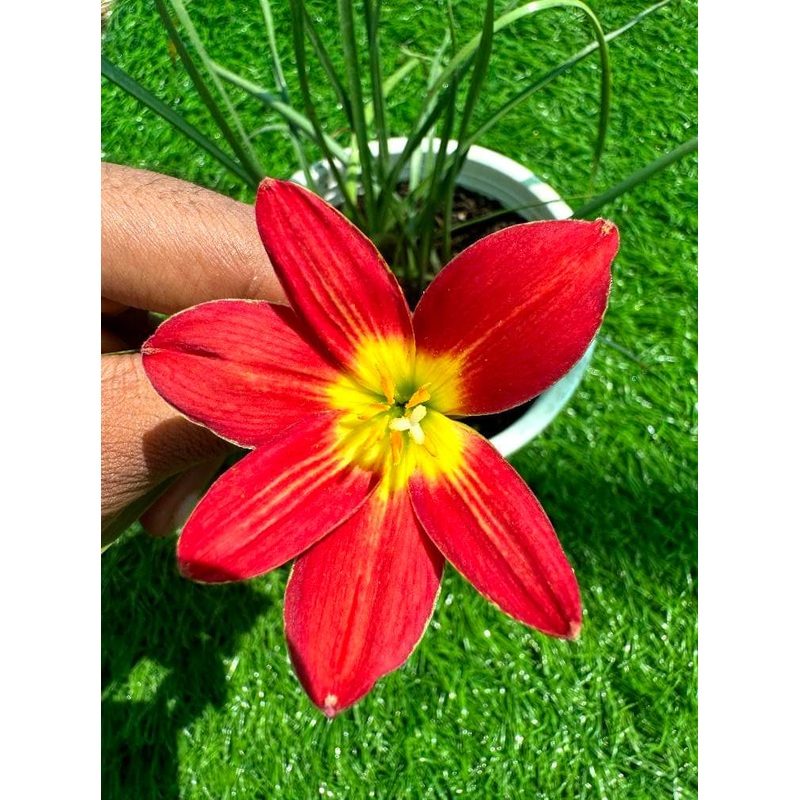 Rain Lily Kumali