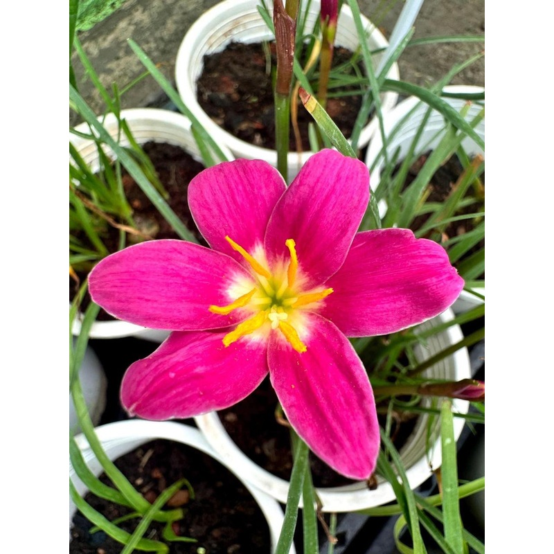 Rain Lily Kwan kwan