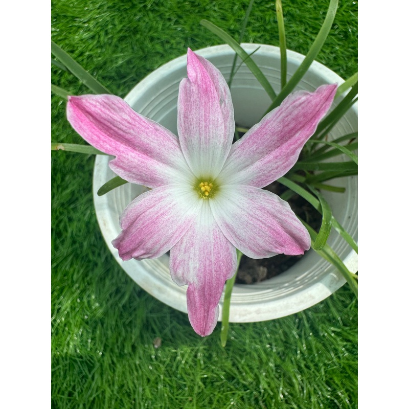 Rain Lily Labufa Hybrid