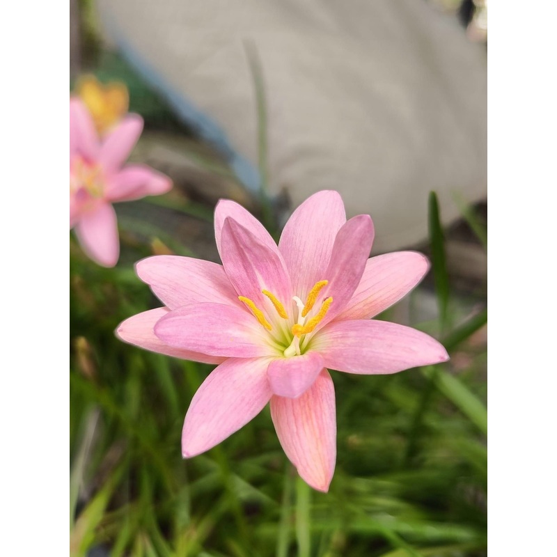 Rain Lily Lady Di