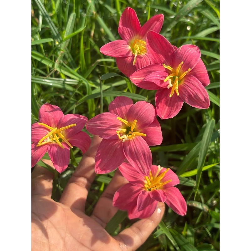 Rain Lily Larana