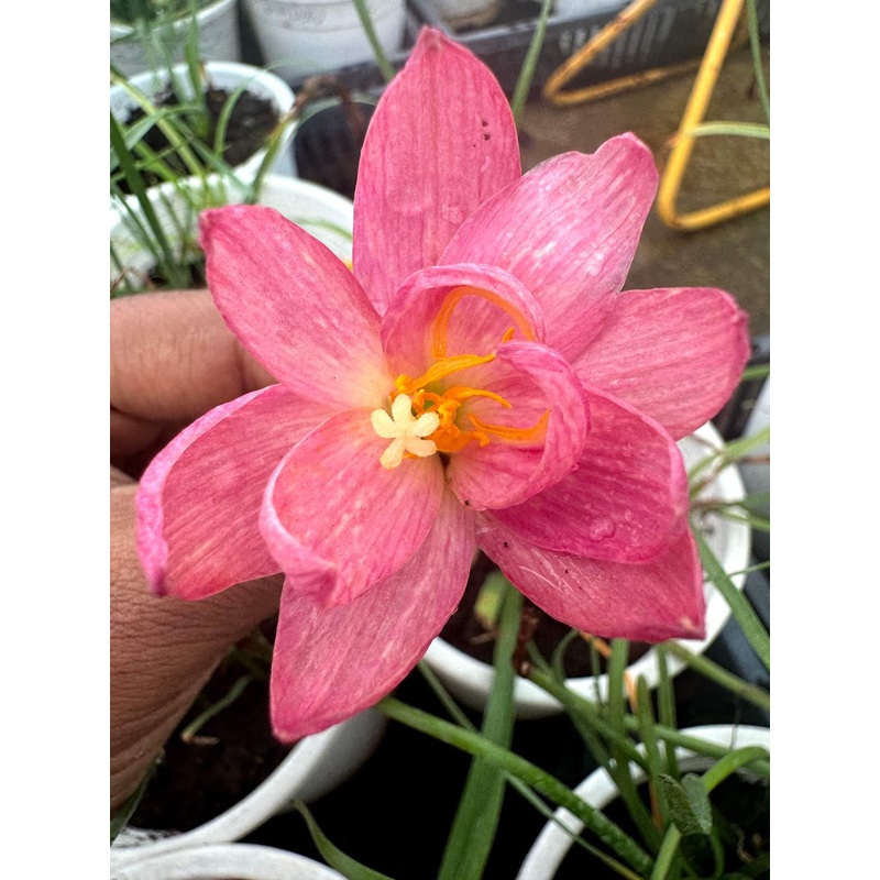 Rain Lily Lisa
