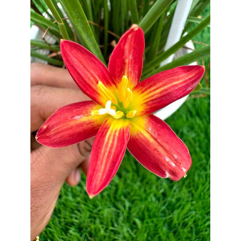 Rain Lily Little heart 250