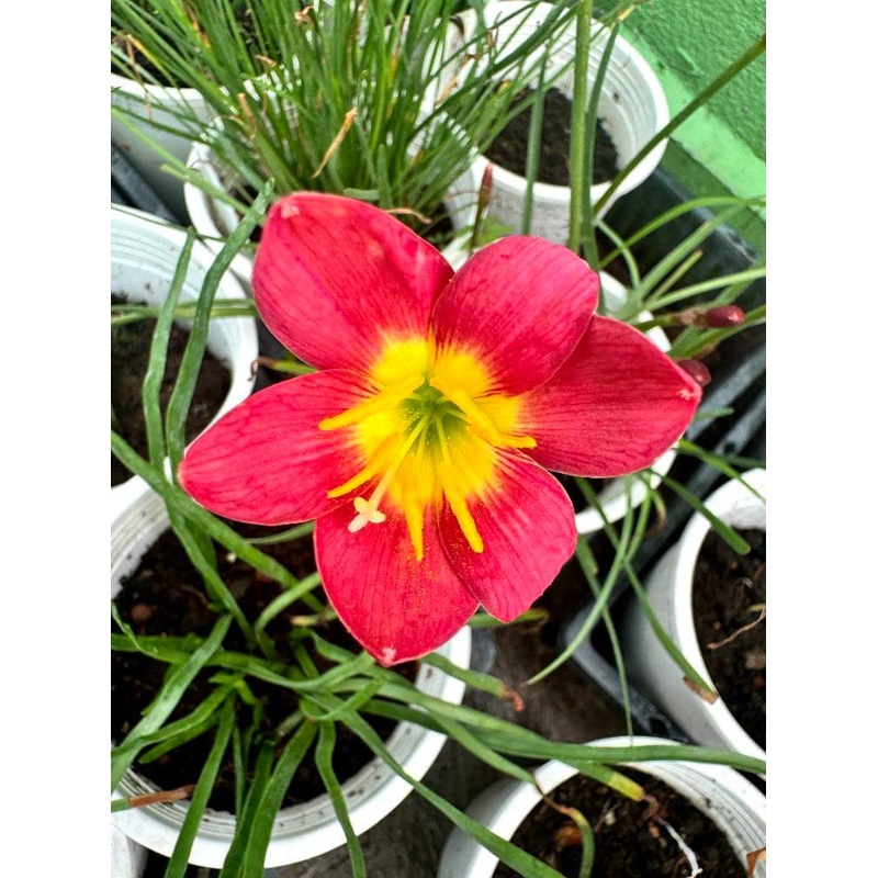 Rain Lily Lolipop 300 , lollipop