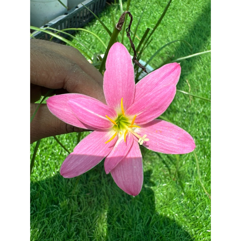 Rain Lily Love liberty