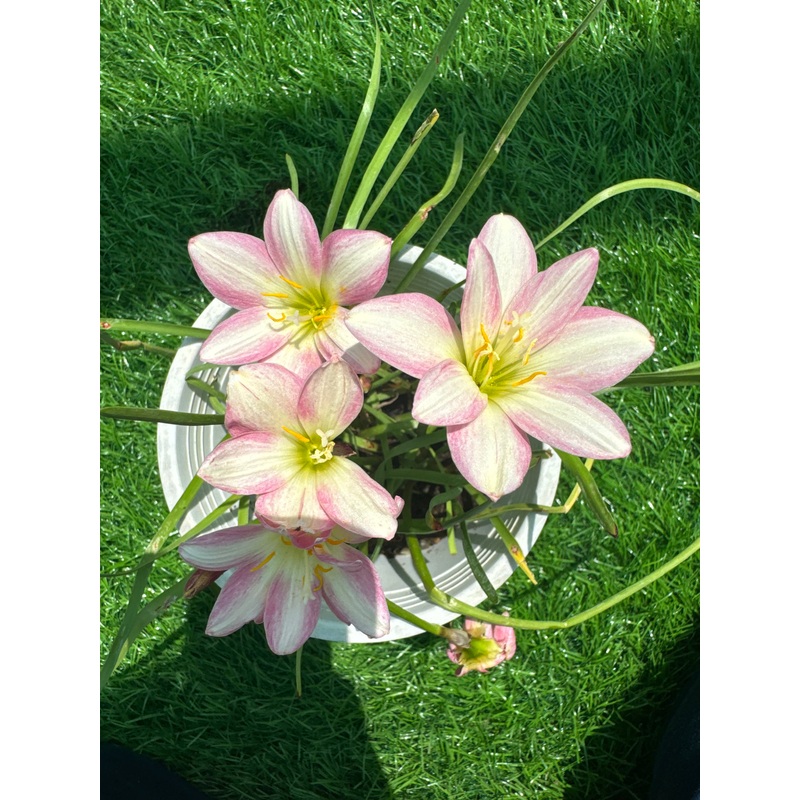Rain Lily Ma 220