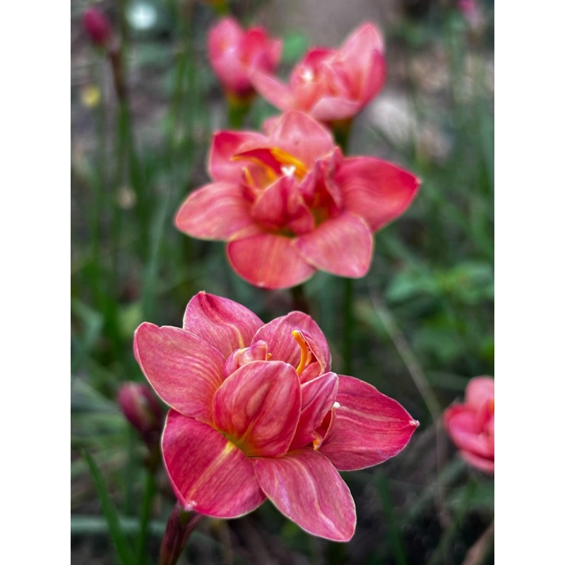 Rain Lily Madame Butterfly