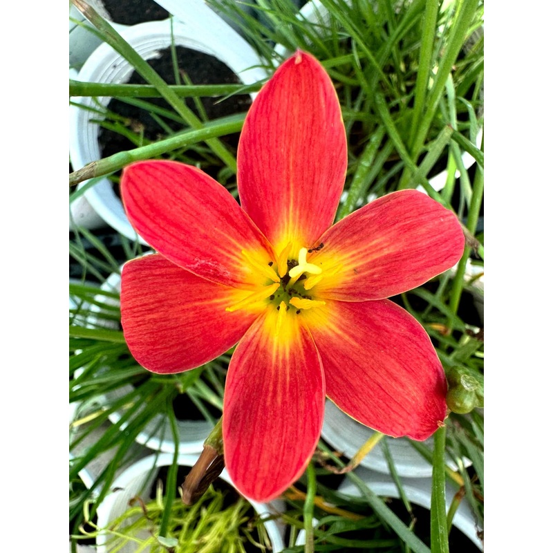 Rain Lily Magma