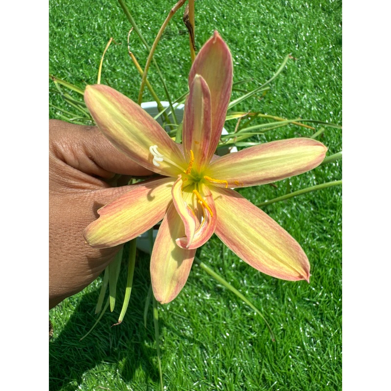 Rain Lily Magma p orange