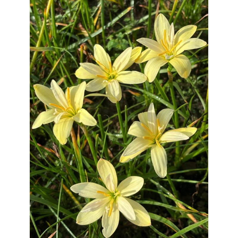 Rain Lily Malulee
