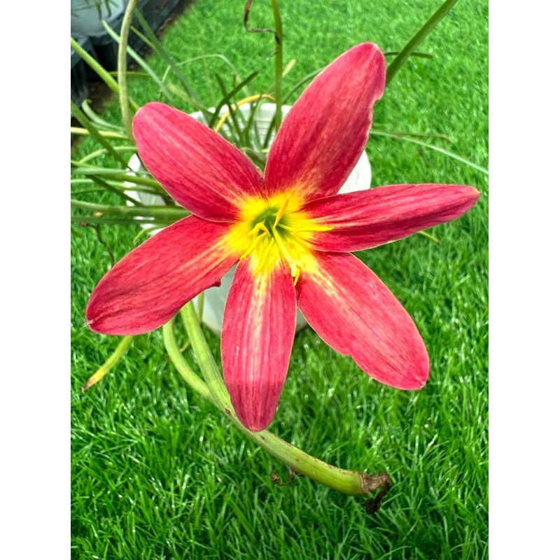 Rain Lily Mandarin