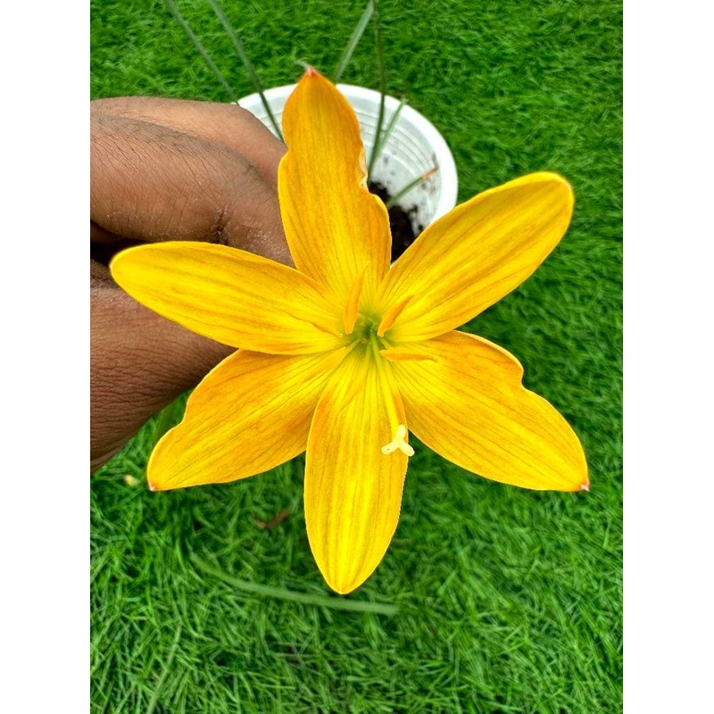 Rain Lily Mango delight  200
