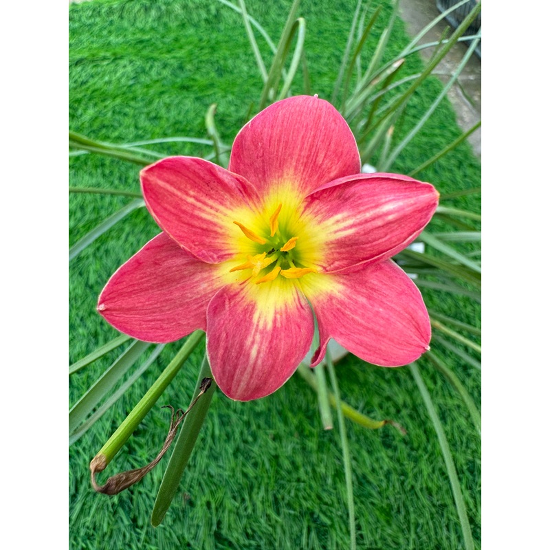 Rain Lily Mao deang