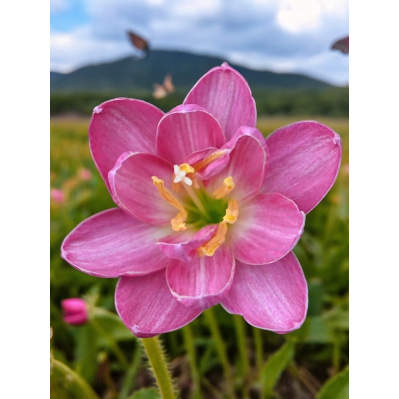Rain Lily Mathusworn