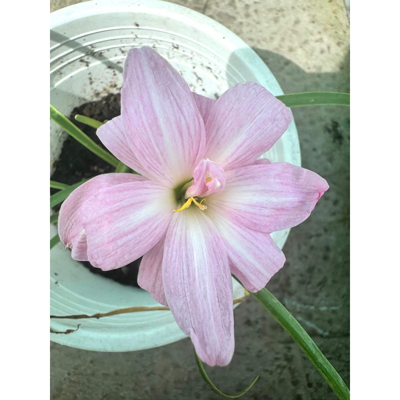 Rain Lily Medusa 700