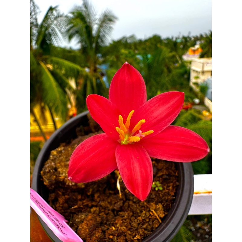 Rain Lily Mexican native red 500
