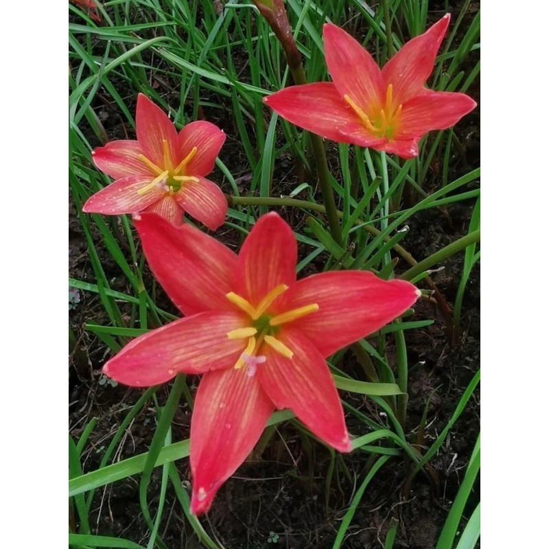 Rain Lily Miracle