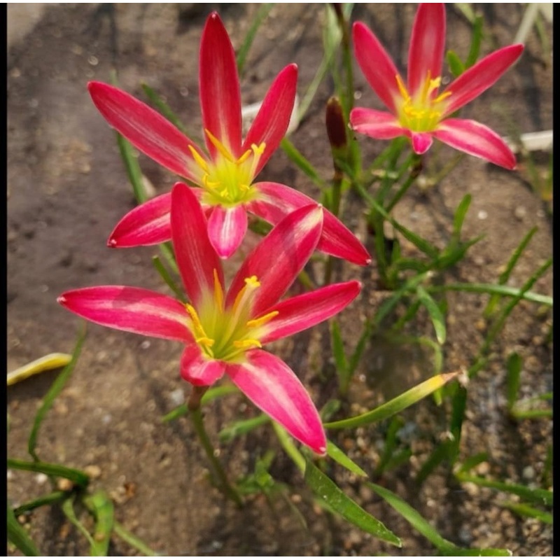 Rain Lily Miss olive 300