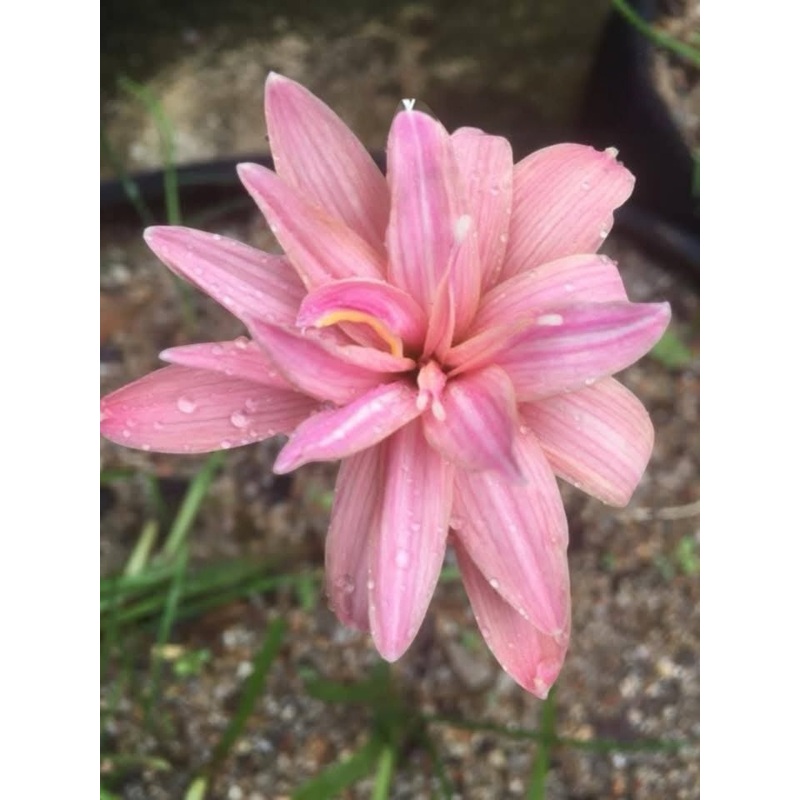 Rain Lily MONARCH