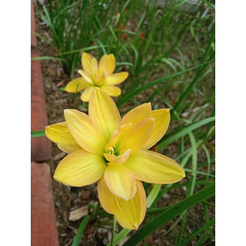 Rain Lily Moon smile 350