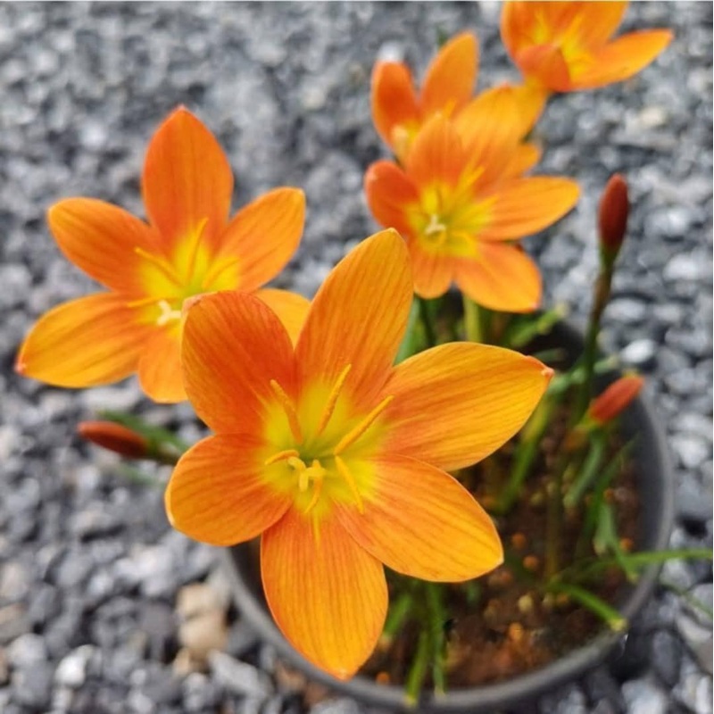 Rain Lily Moon Stone