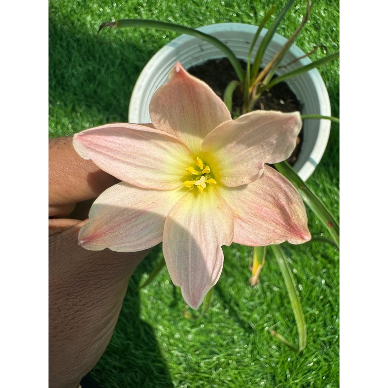 Rain Lily Mrinalini