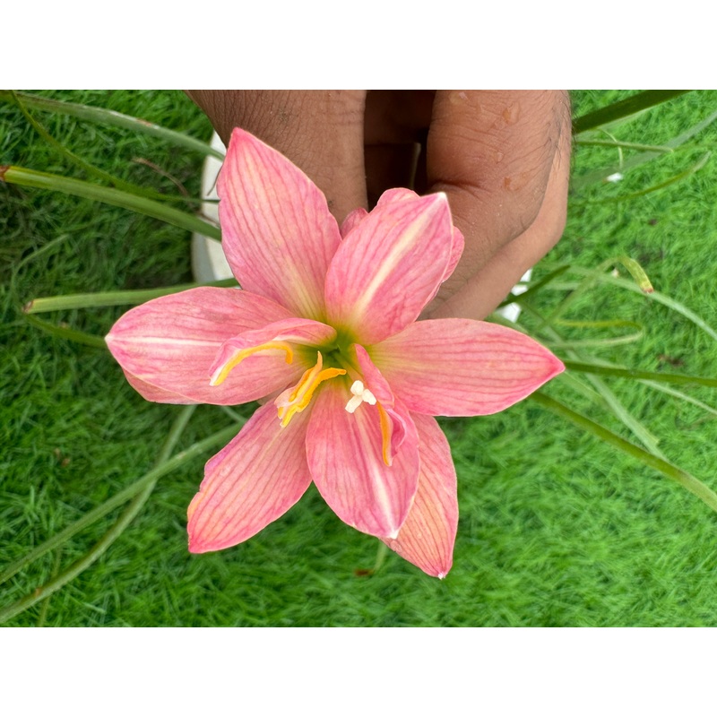 Rain Lily My hybrid -400 pink 400