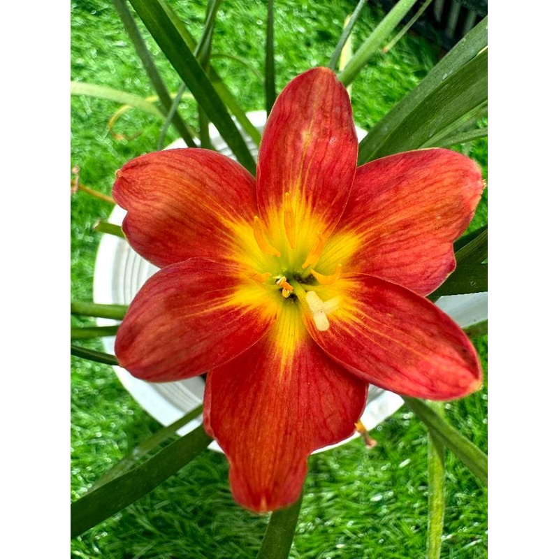 Rain Lily Nam daeng 200