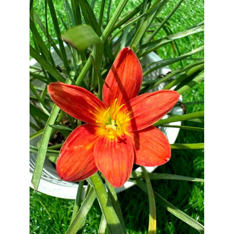 Rain Lily Naphin